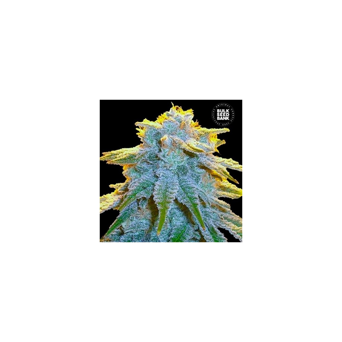 Sweet Tooth Autofloreciente Feminizada de Bulk Seeds Bank