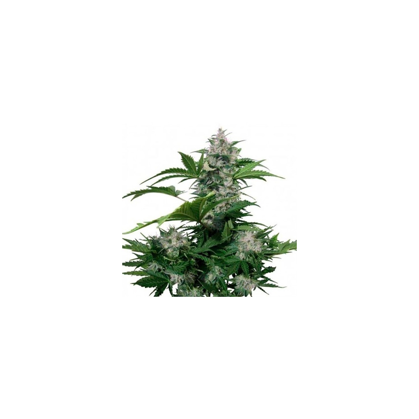 White Dwarf Autofloreciente Feminizada de Bulk Seeds Bank