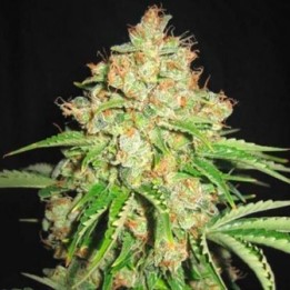 White Russian Autofloreciente Feminizada de Bulk Seeds Bank