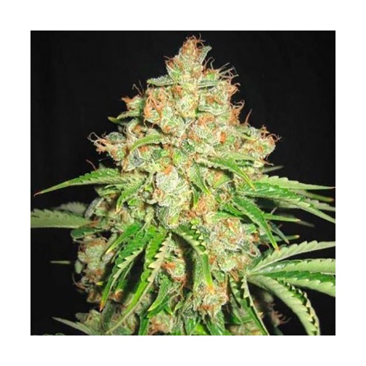 White Russian Autofloreciente Feminizada de Bulk Seeds Bank