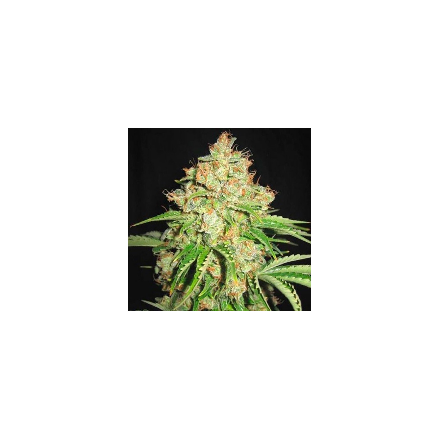 White Russian Autofloreciente Feminizada de Bulk Seeds Bank