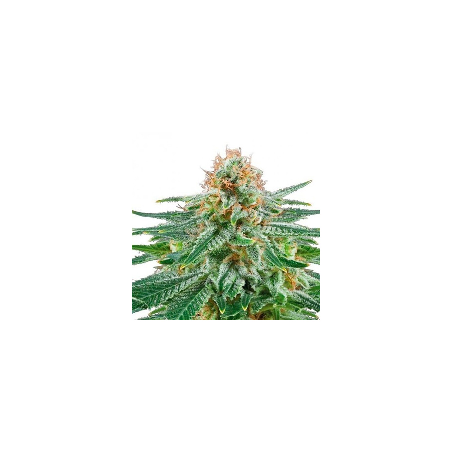 White Widow Autofloreciente Feminizada de Bulk Seeds Bank