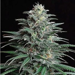 Bigger Bud Feminizada de Bulk Seeds Bank