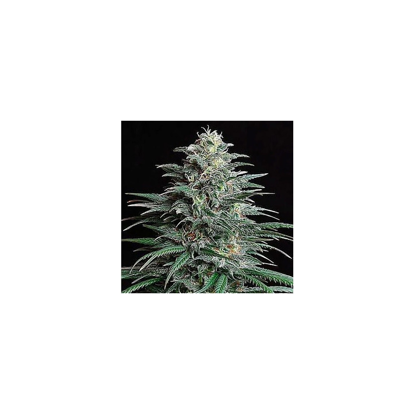 Bigger Bud Feminizada de Bulk Seeds Bank