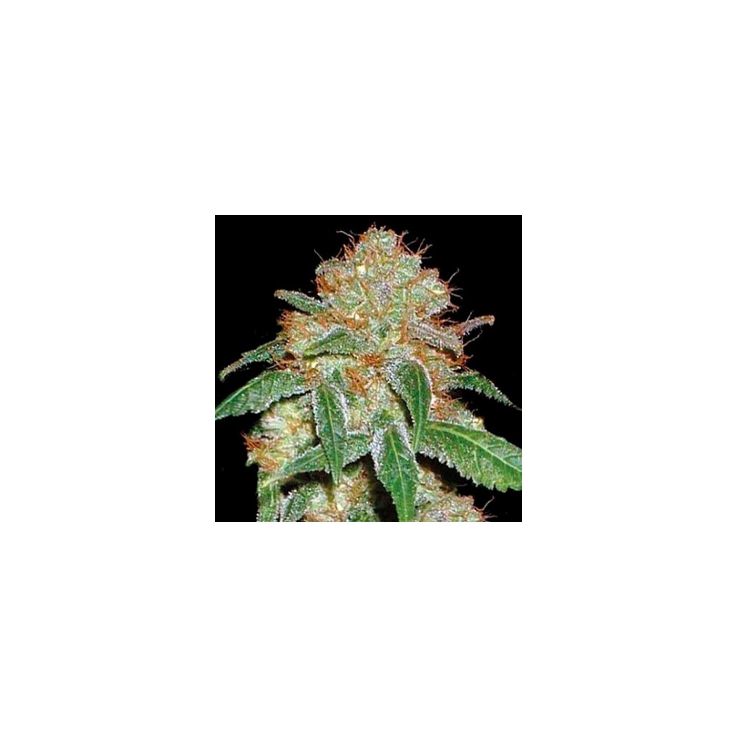 Dark Domina Feminizada de Bulk Seeds Bank