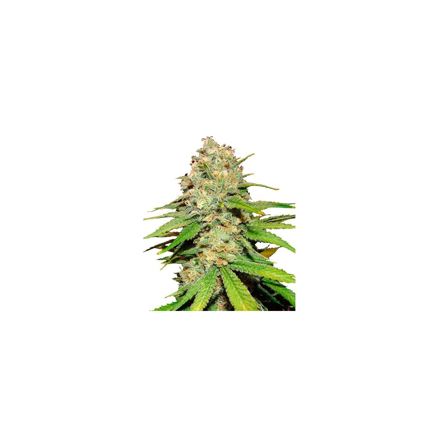 Blueberry Feminizada de Bulk Seeds Bank