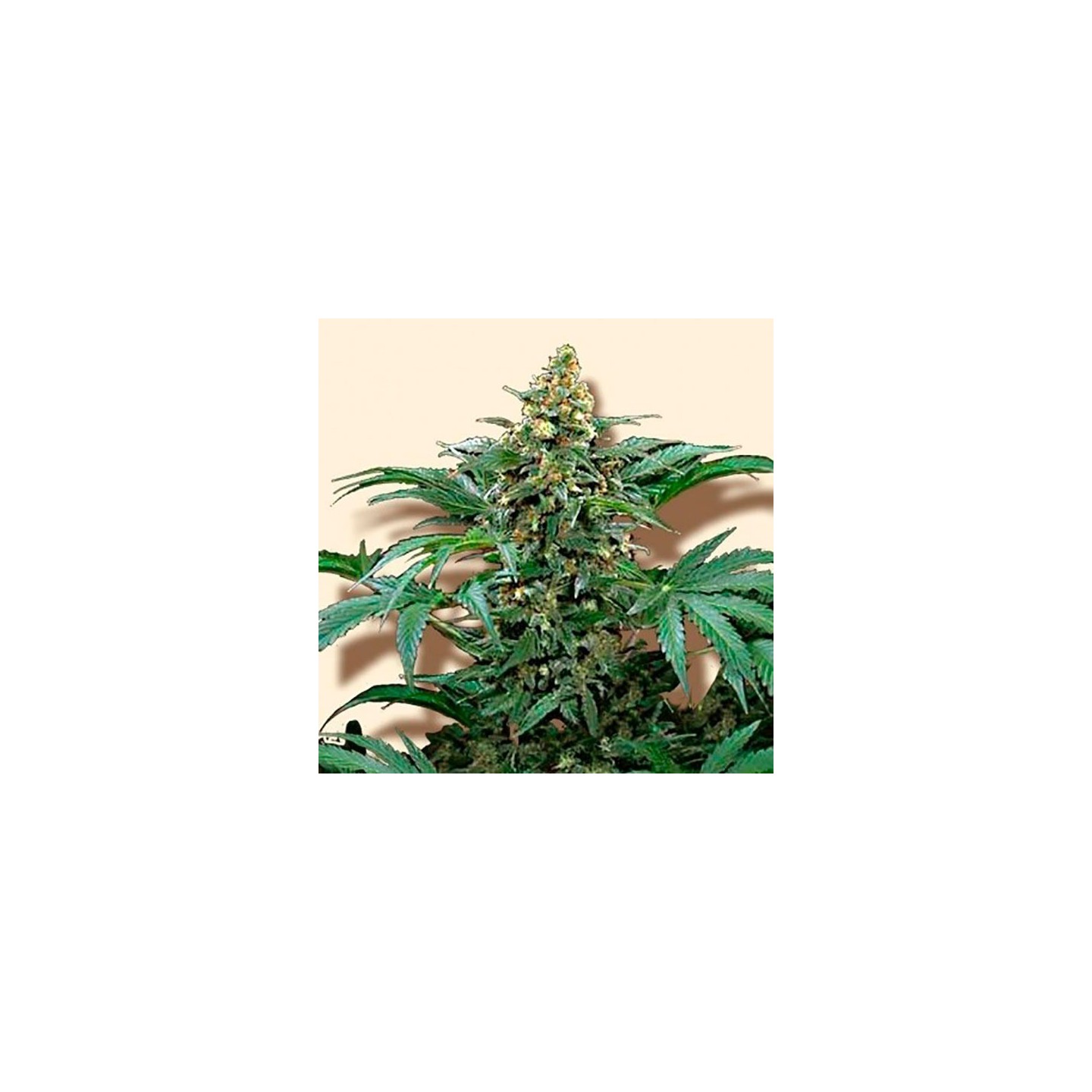 Bubblegum Extra Feminizada de Bulk Seeds Bank