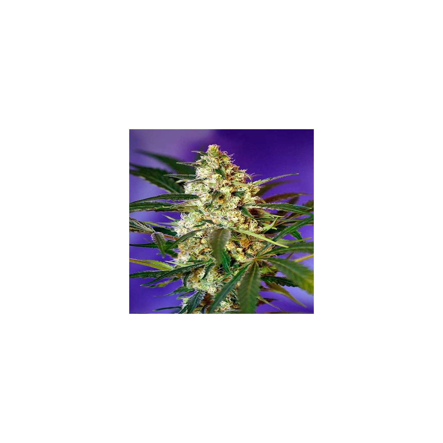 Fast Bud Autofloreciente Feminizada de Sweet Seeds