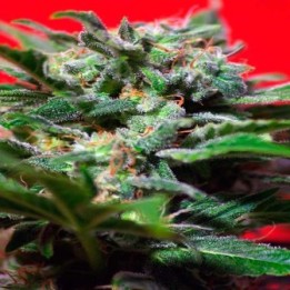 Ganesh Spirit Feminizada de Sweet Seeds