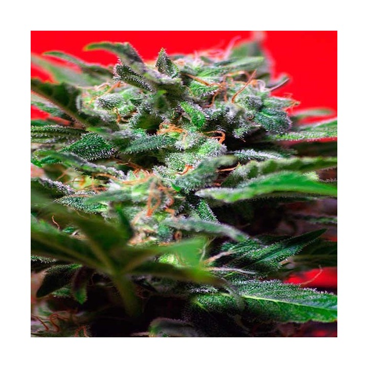 Ganesh Spirit Feminizada de Sweet Seeds
