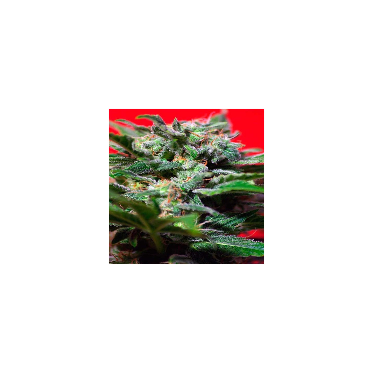 Ganesh Spirit Feminizada de Sweet Seeds