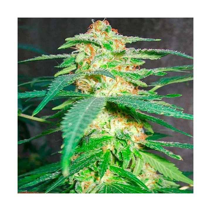 Green Poison Feminizada de Sweet Seeds