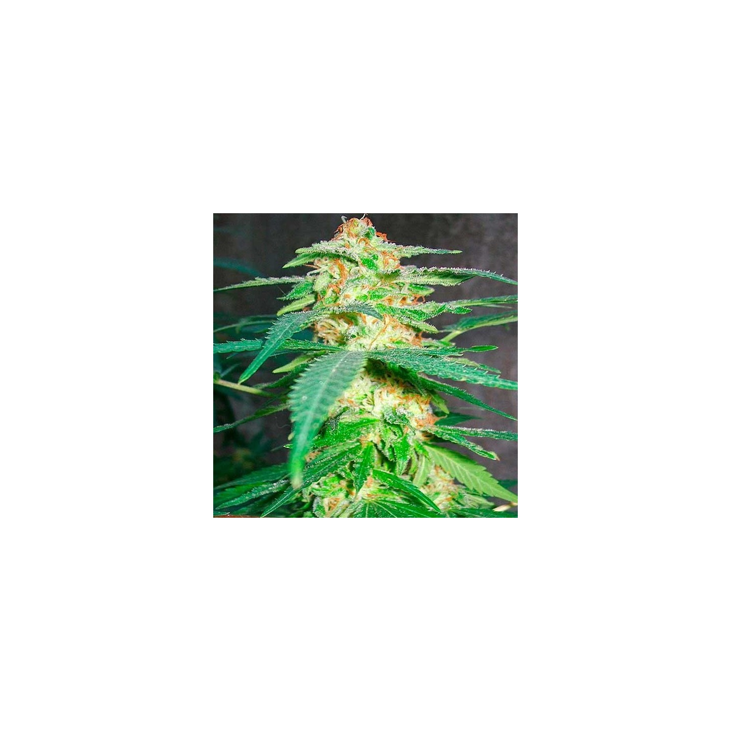 Green Poison Feminizada de Sweet Seeds