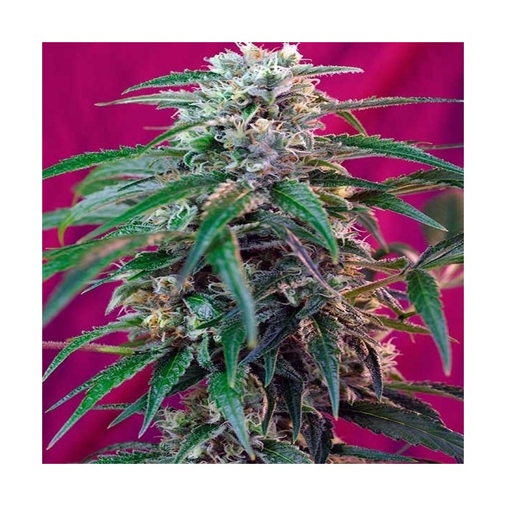 Green Poison Autofloreciente Feminizada de Sweet Seeds