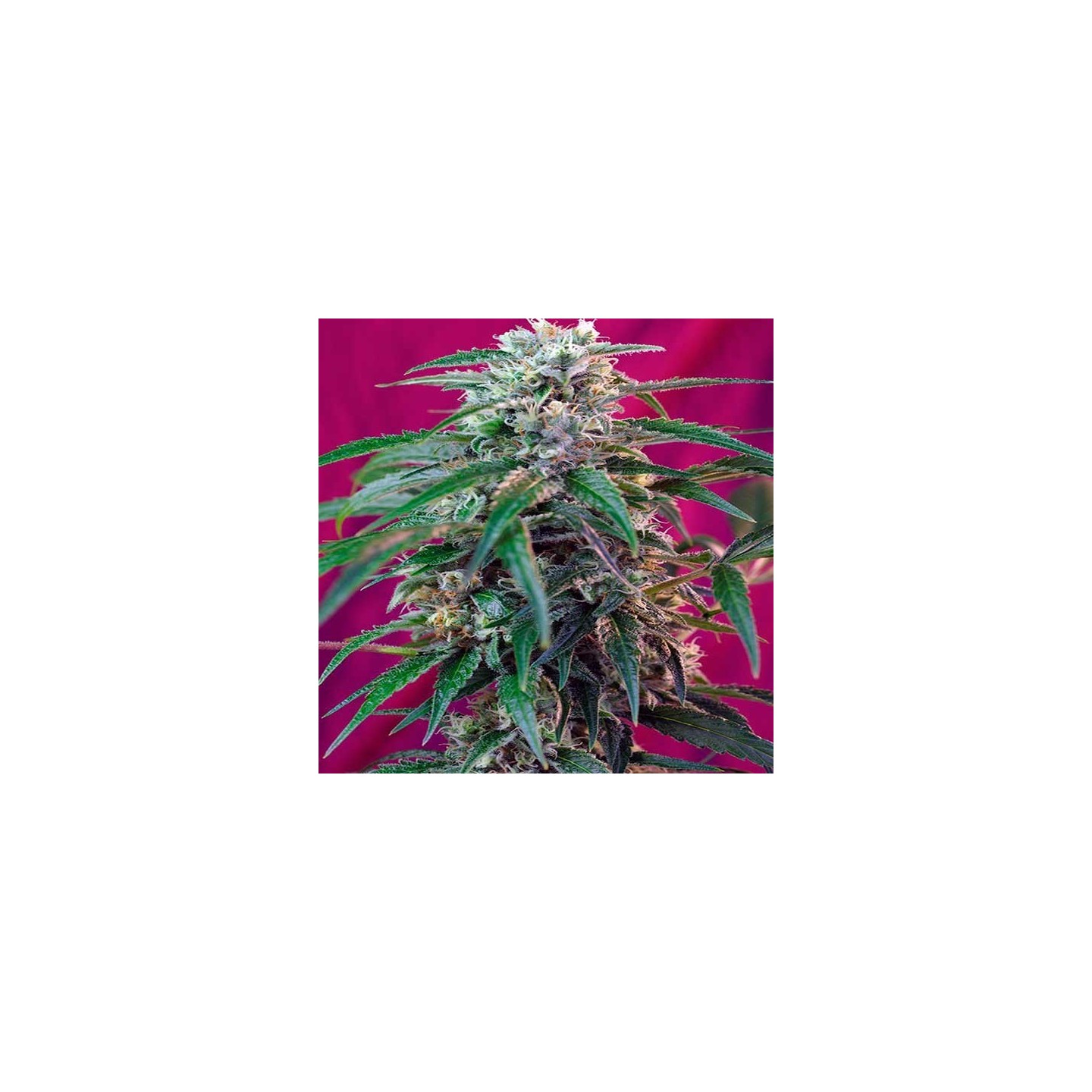 Green Poison Autofloreciente Feminizada de Sweet Seeds