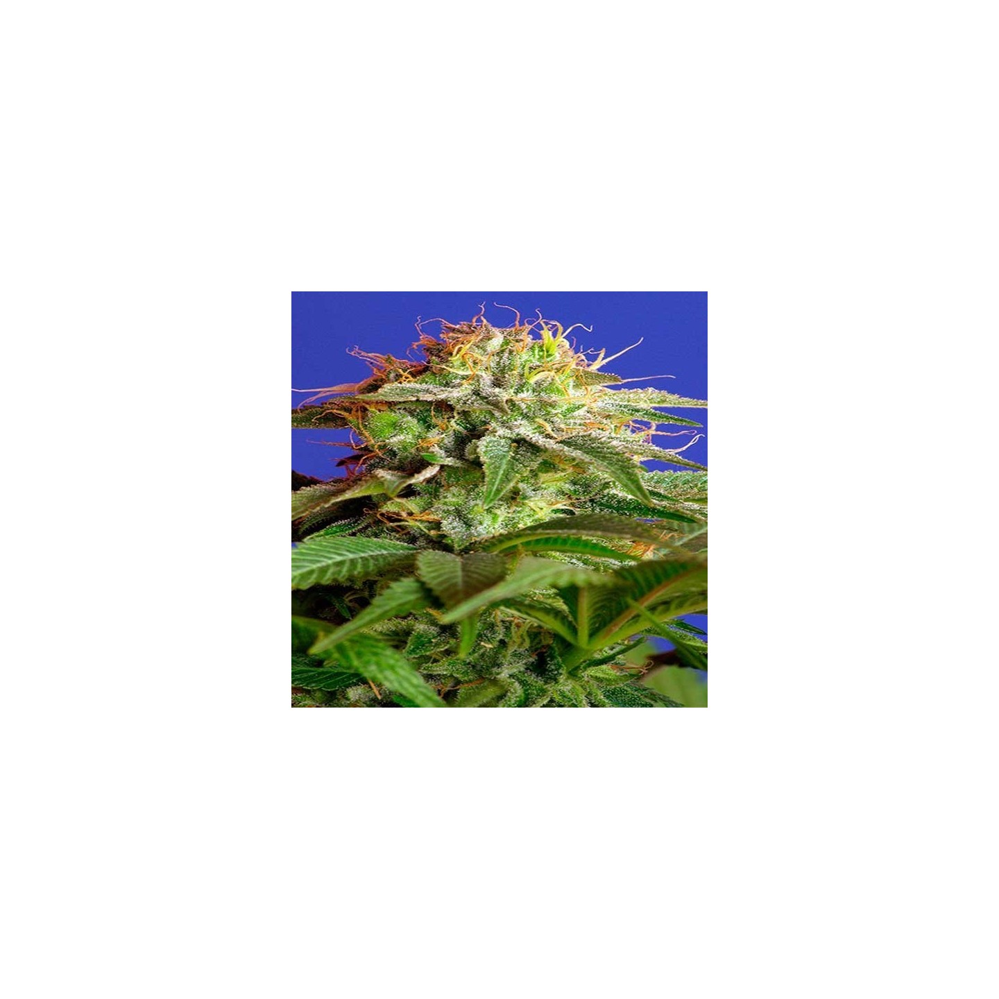 Green Poison F1 Fast Version Feminizada de Sweet Seeds