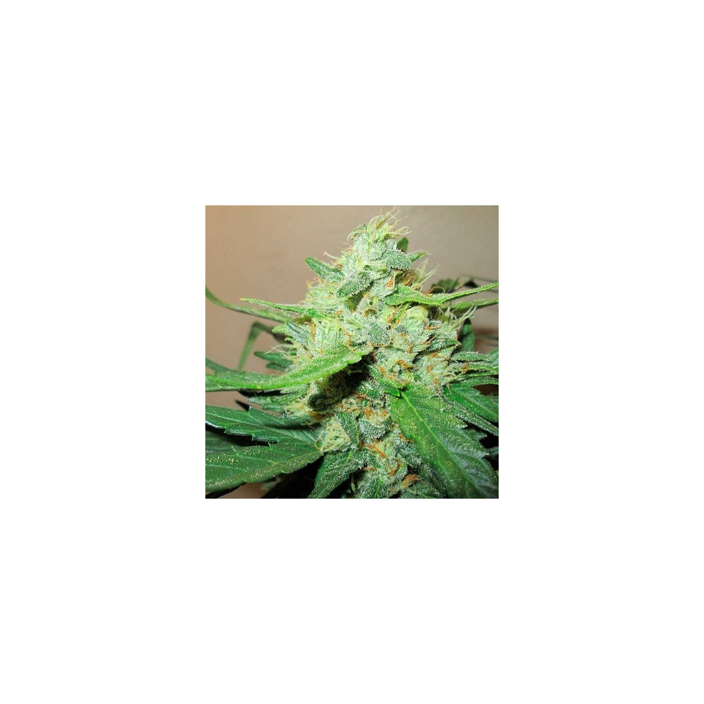 Ice Cool Feminizada de Sweet Seeds