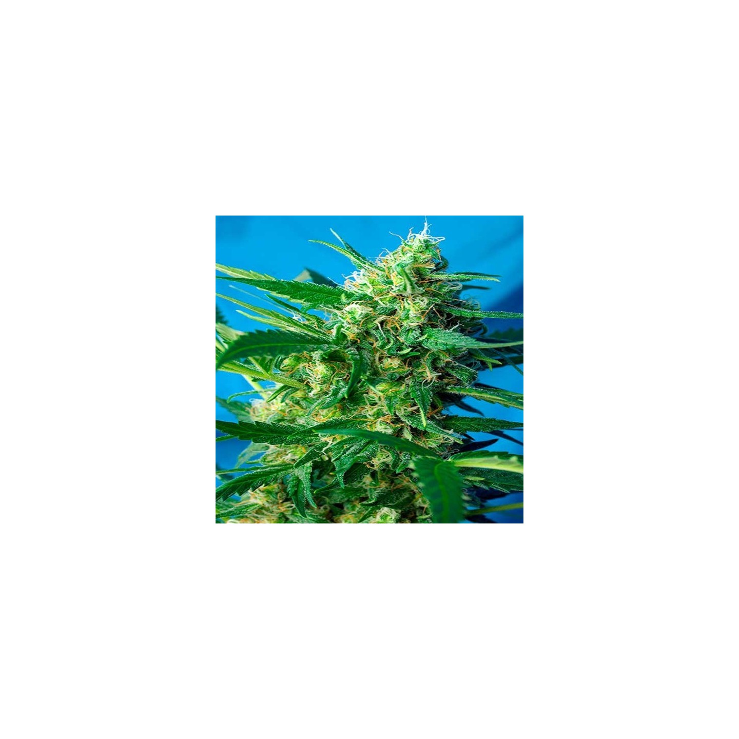 Ice Cool Autofloreciente Feminizada de Sweet Seeds