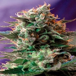 Jack 47 Feminizada de Sweet Seeds