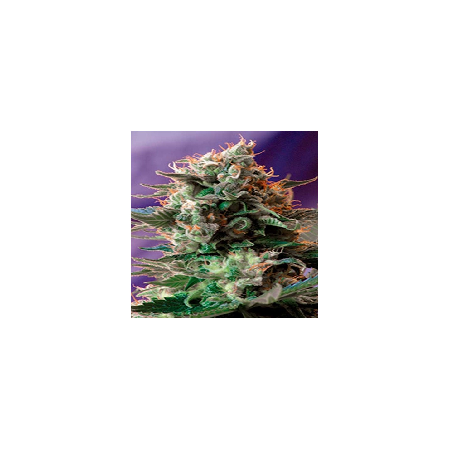 Jack 47 Feminizada de Sweet Seeds