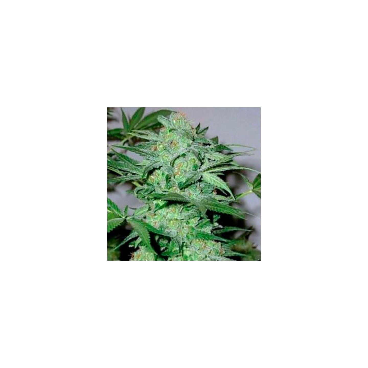 Caramel King Feminizada de Bulk Seeds Bank