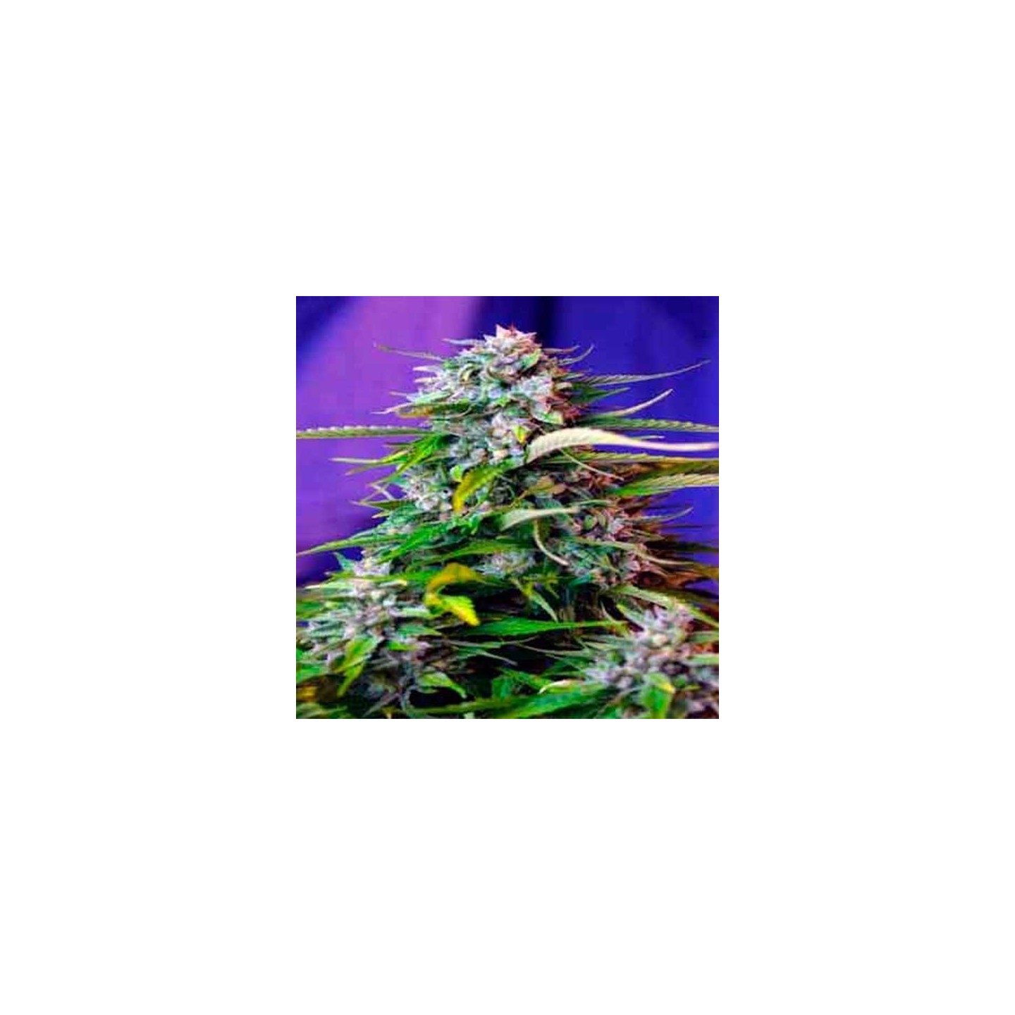 Jack 47 Autofloreciente Feminizada de Sweet Seeds