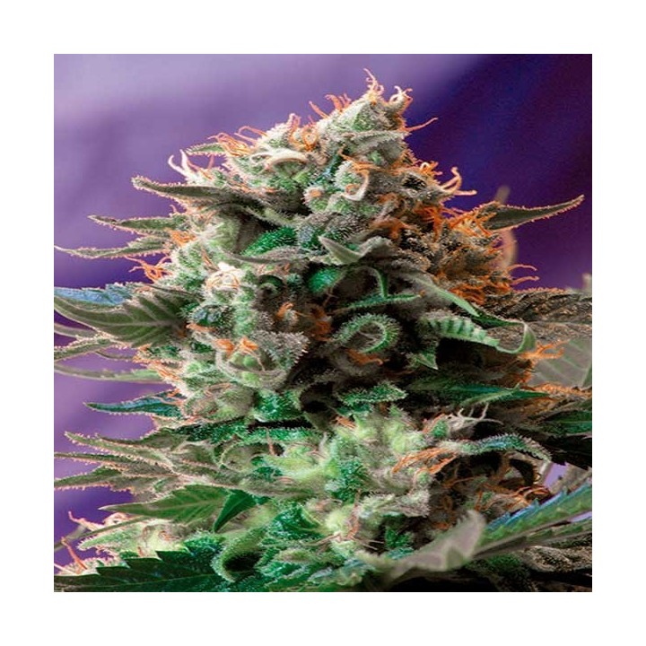Jack 47 F1 Fast Version Feminizada de Sweet Seeds