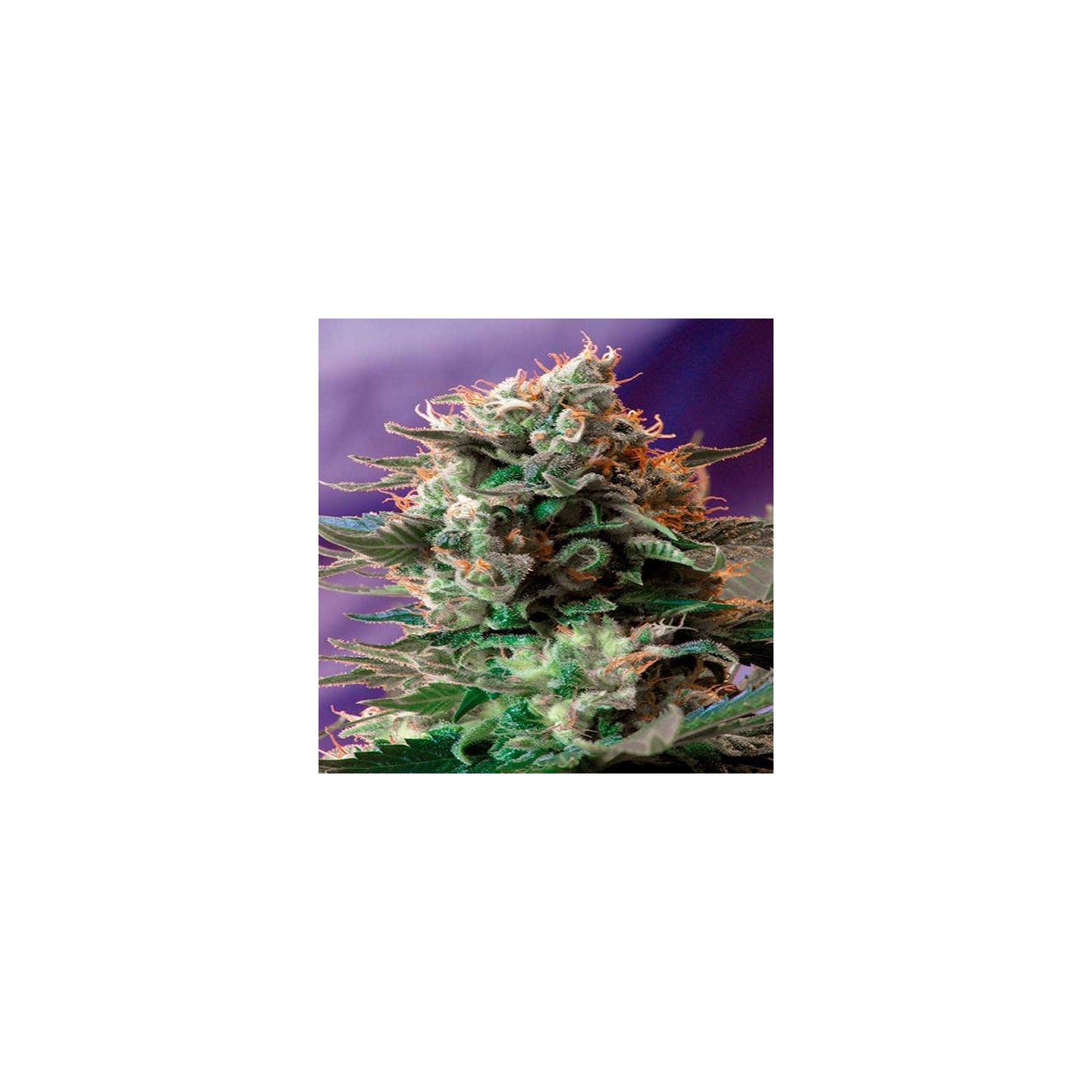 Jack 47 F1 Fast Version Feminizada de Sweet Seeds