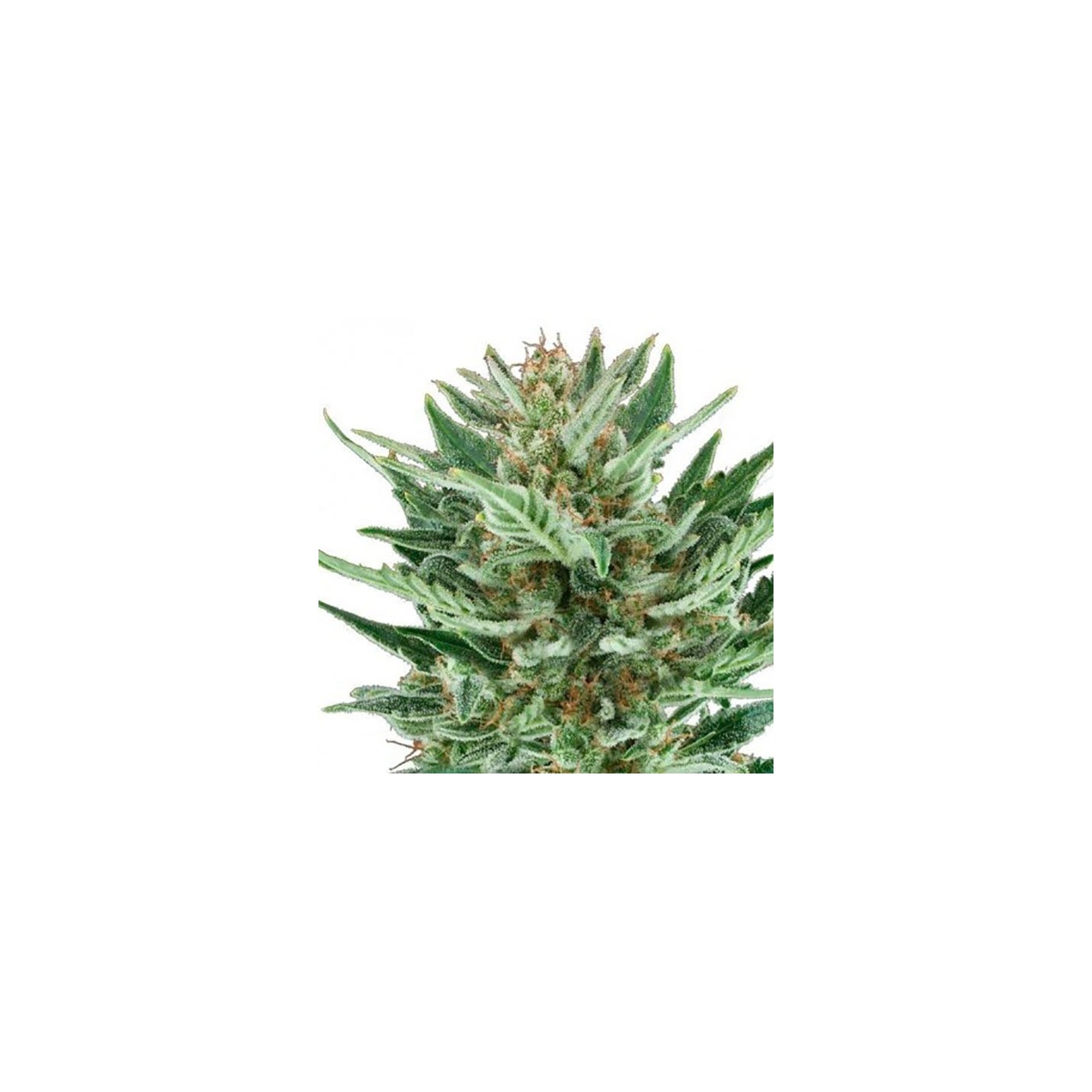 Cheese Feminizada de Bulk Seeds Bank