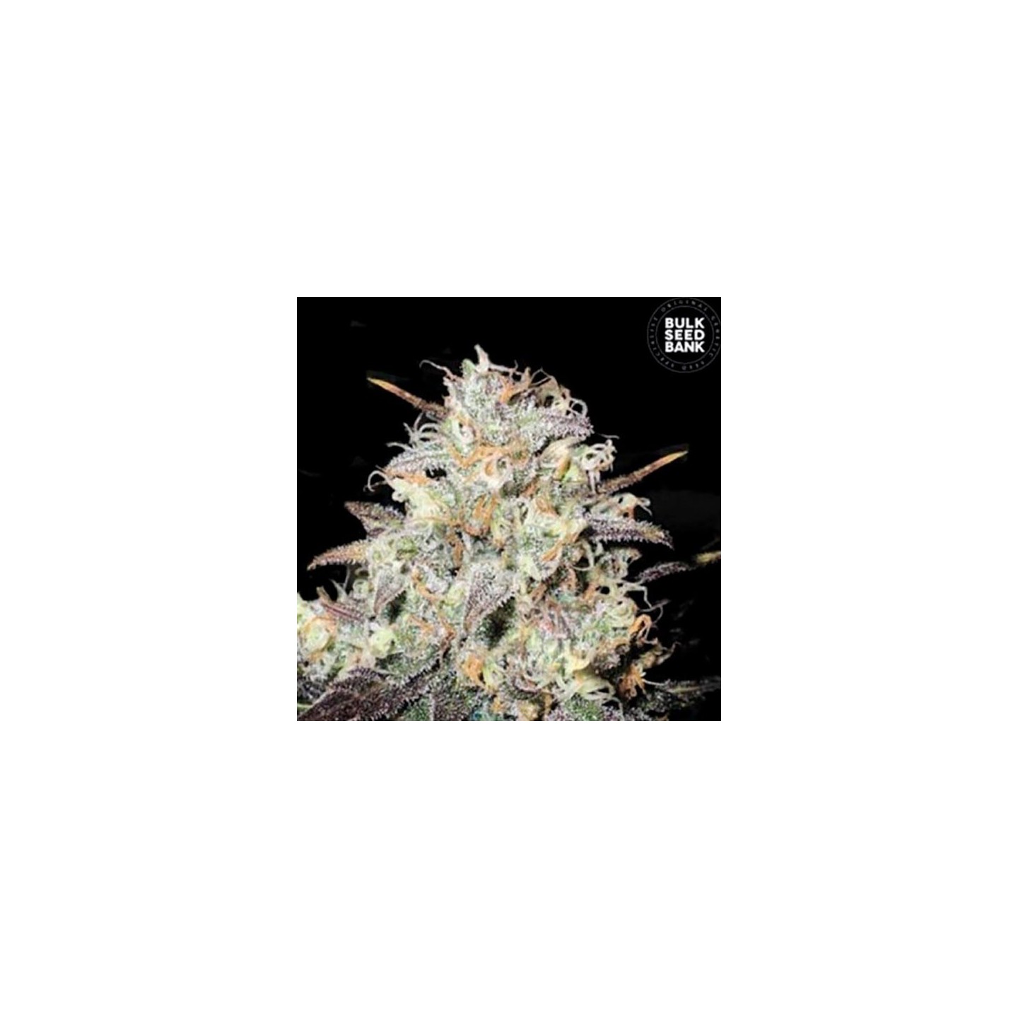 Cocopopo Feminizada de Bulk Seeds Bank