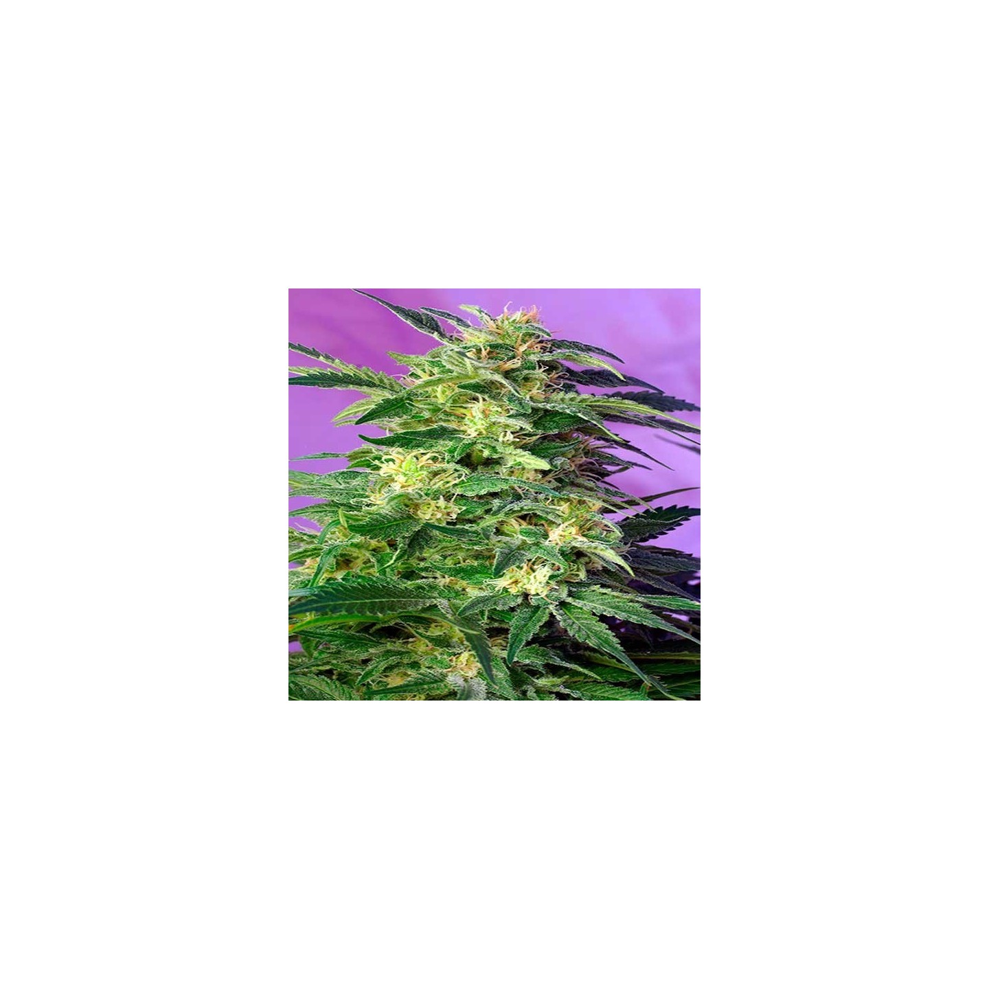 Killer Kush Autofloreciente Feminizada de Sweet Seeds