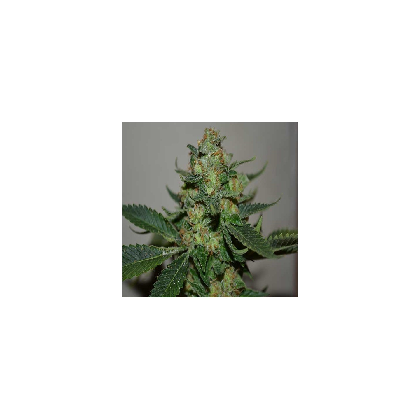 Mohan Ram Feminizada de Sweet Seeds