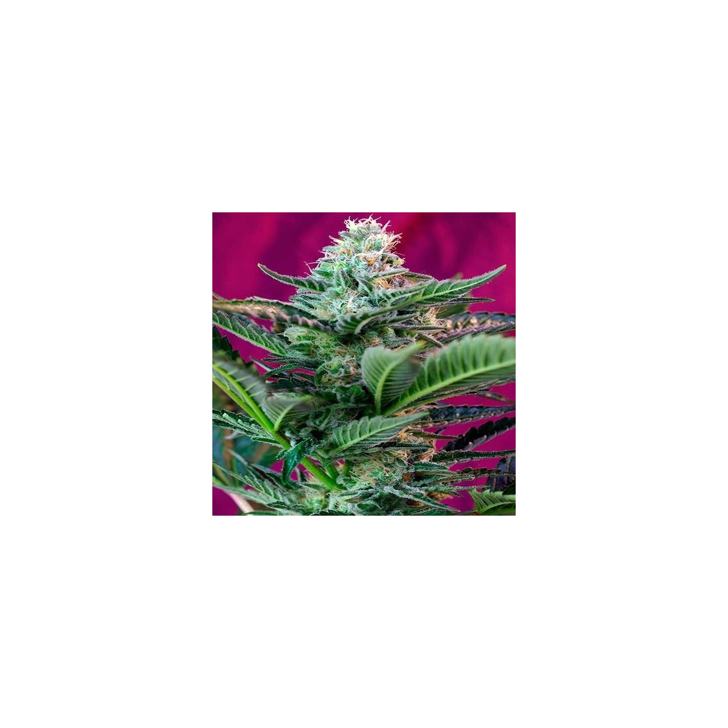 Mohan Ram Autofloreciente Feminizada de Sweet Seeds