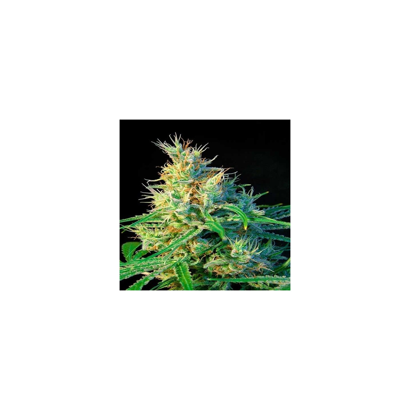Psicodelicia Feminizada de Sweet Seeds