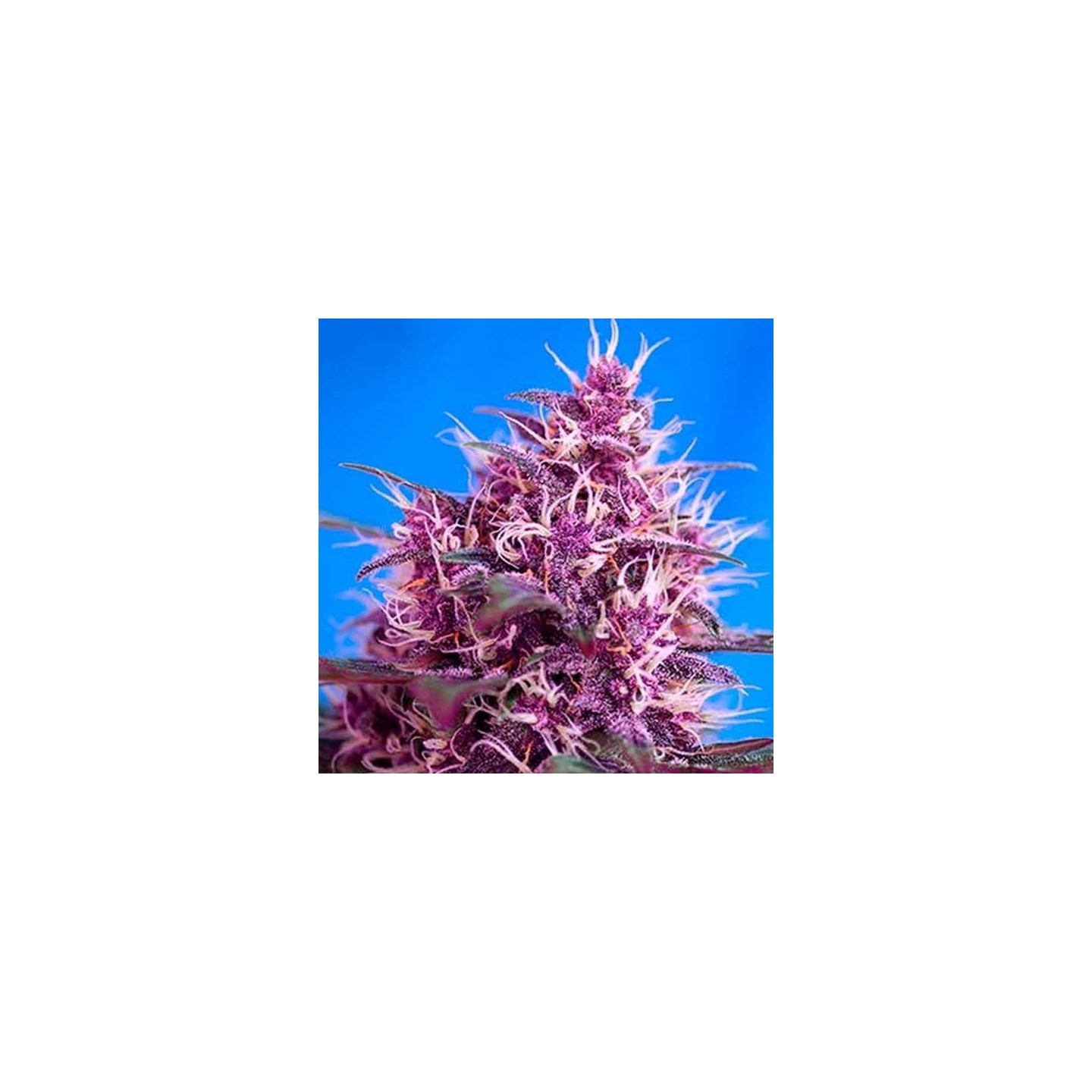 Red Poison Autofloreciente Feminizada de Sweet Seeds
