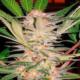 S.A.D Sweet Afgani Delicius S1 Feminizada de Sweet Seeds