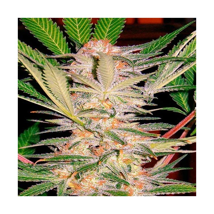 S.A.D Sweet Afgani Delicius S1 Feminizada de Sweet Seeds