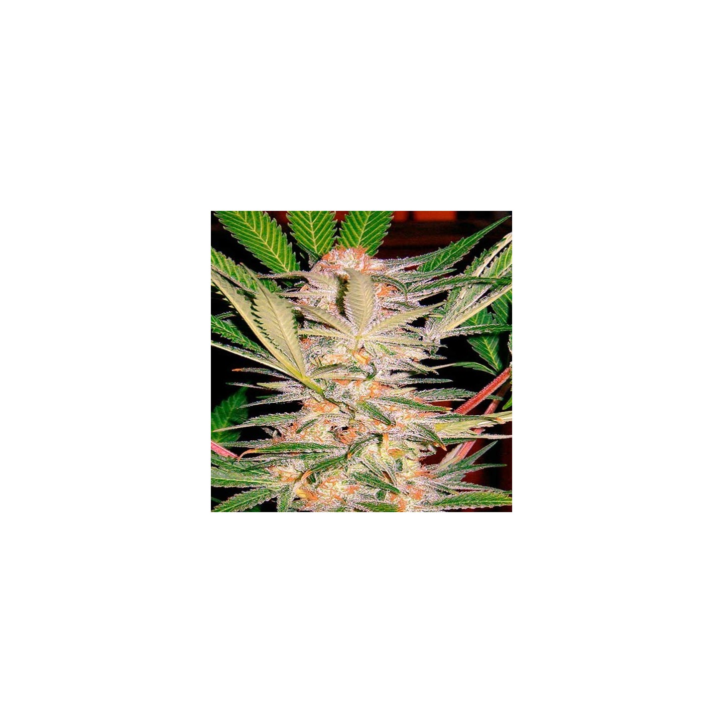 S.A.D Sweet Afgani Delicius S1 Feminizada de Sweet Seeds