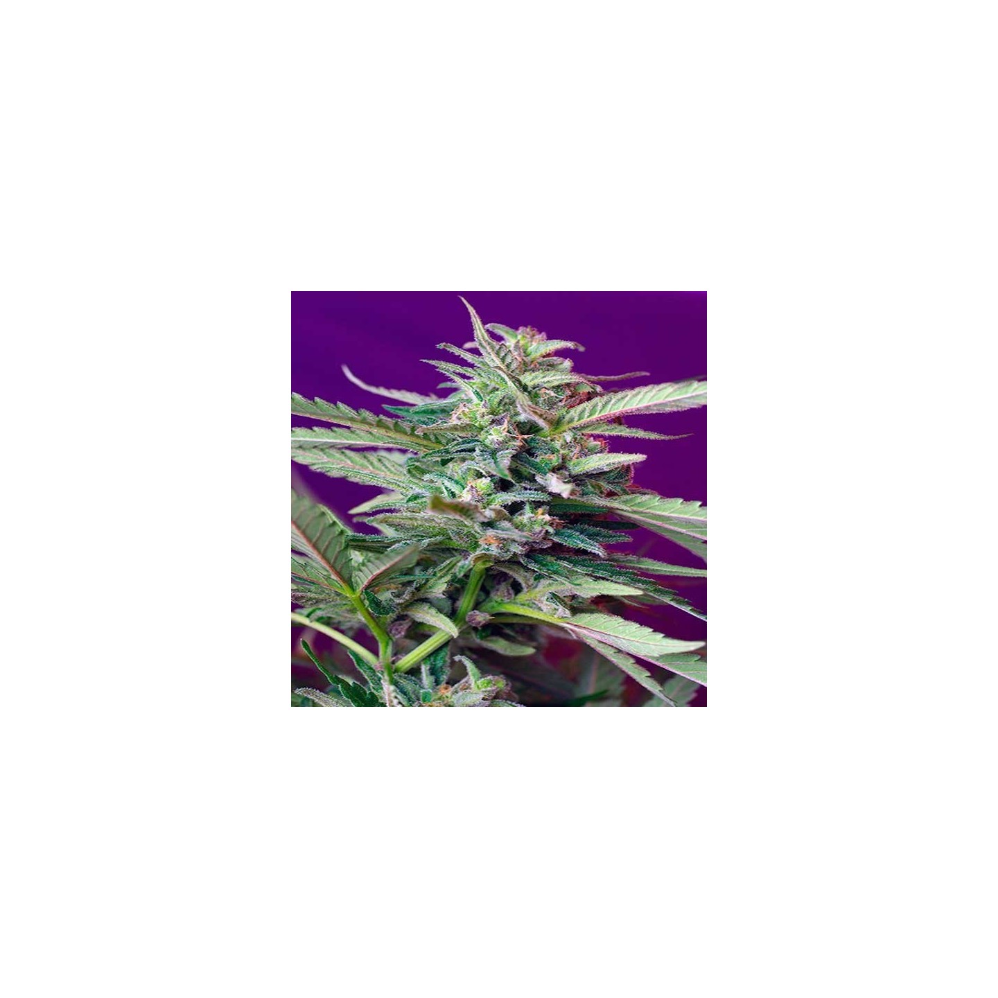 S.A.D Sweet Afgani Delicius Autofloreciente Feminizada de Sweet