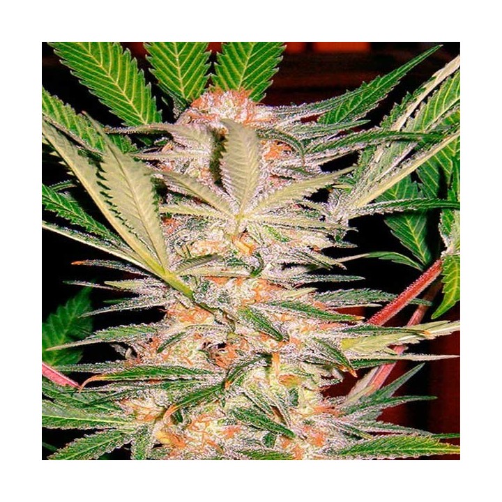 S.A.D Sweet Afgani Delicius F1 Fast Version Feminizada de Sweet