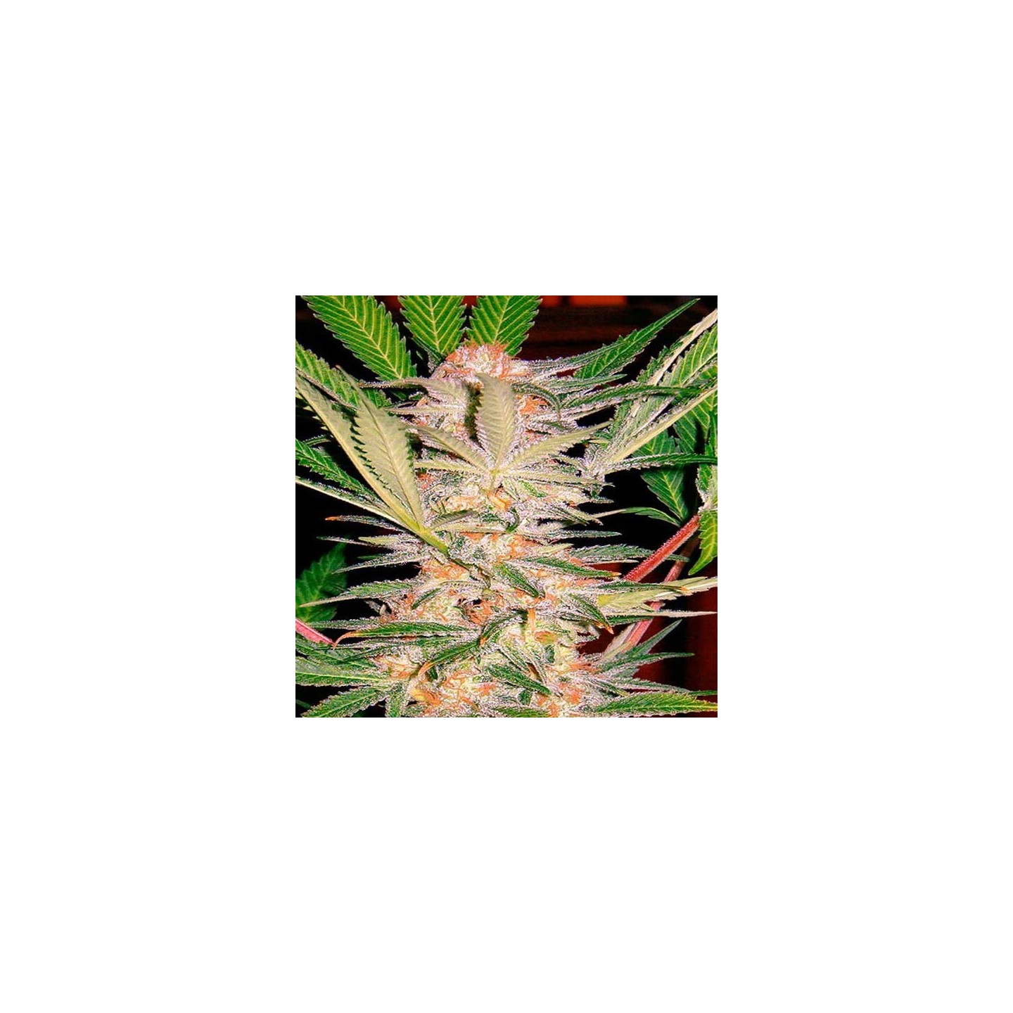 S.A.D Sweet Afgani Delicius F1 Fast Version Feminizada de Sweet