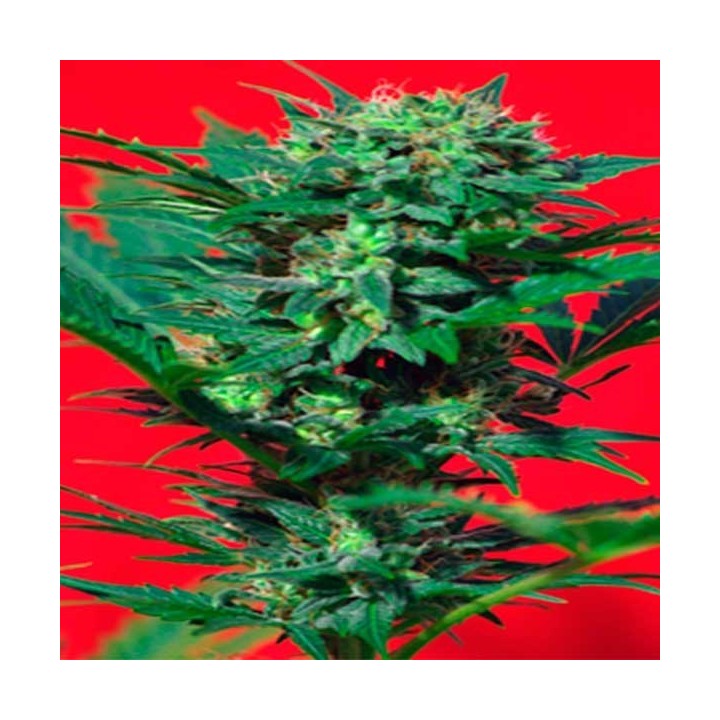 Speed Devil Autofloreciente Feminizada de Sweet Seeds