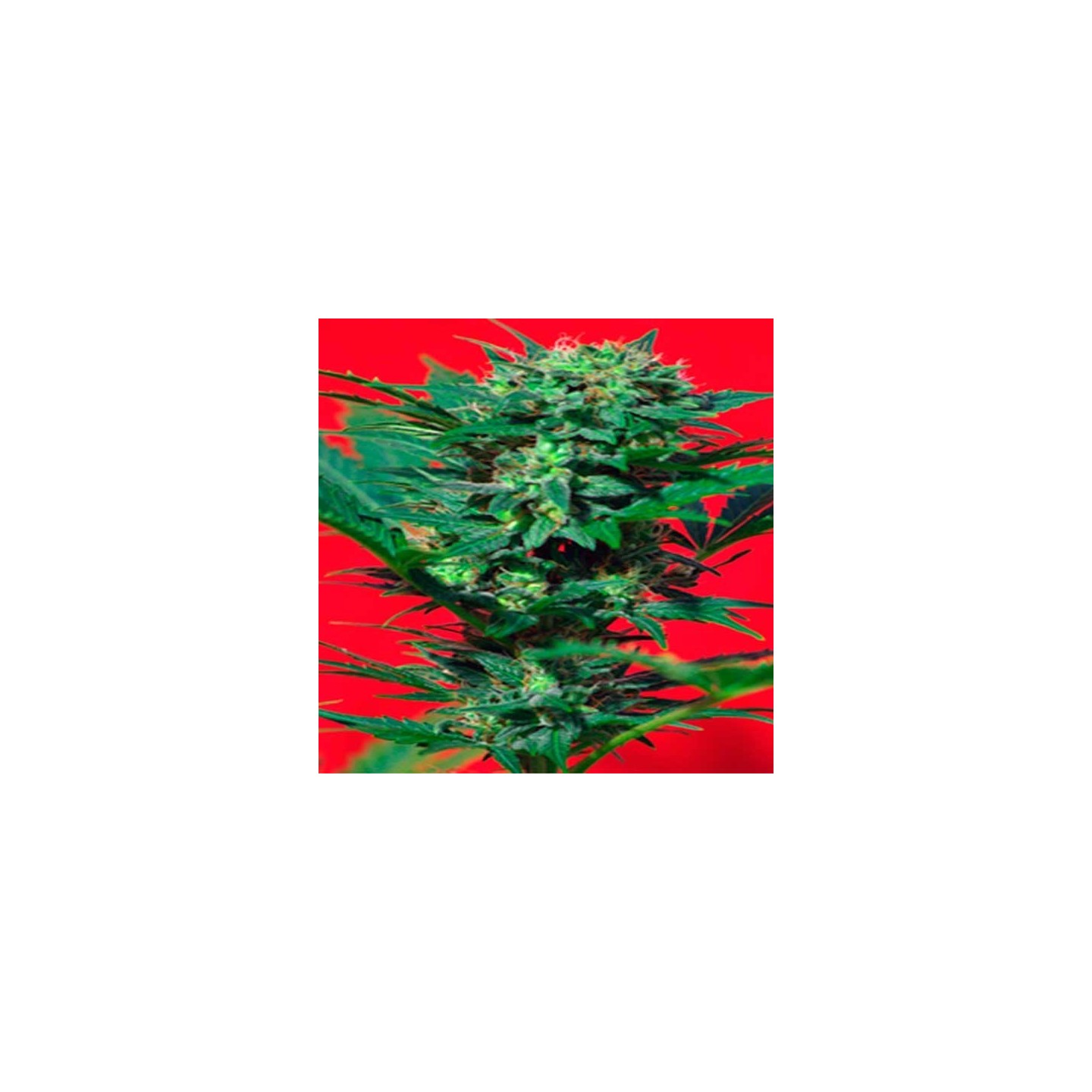Speed Devil Autofloreciente Feminizada de Sweet Seeds