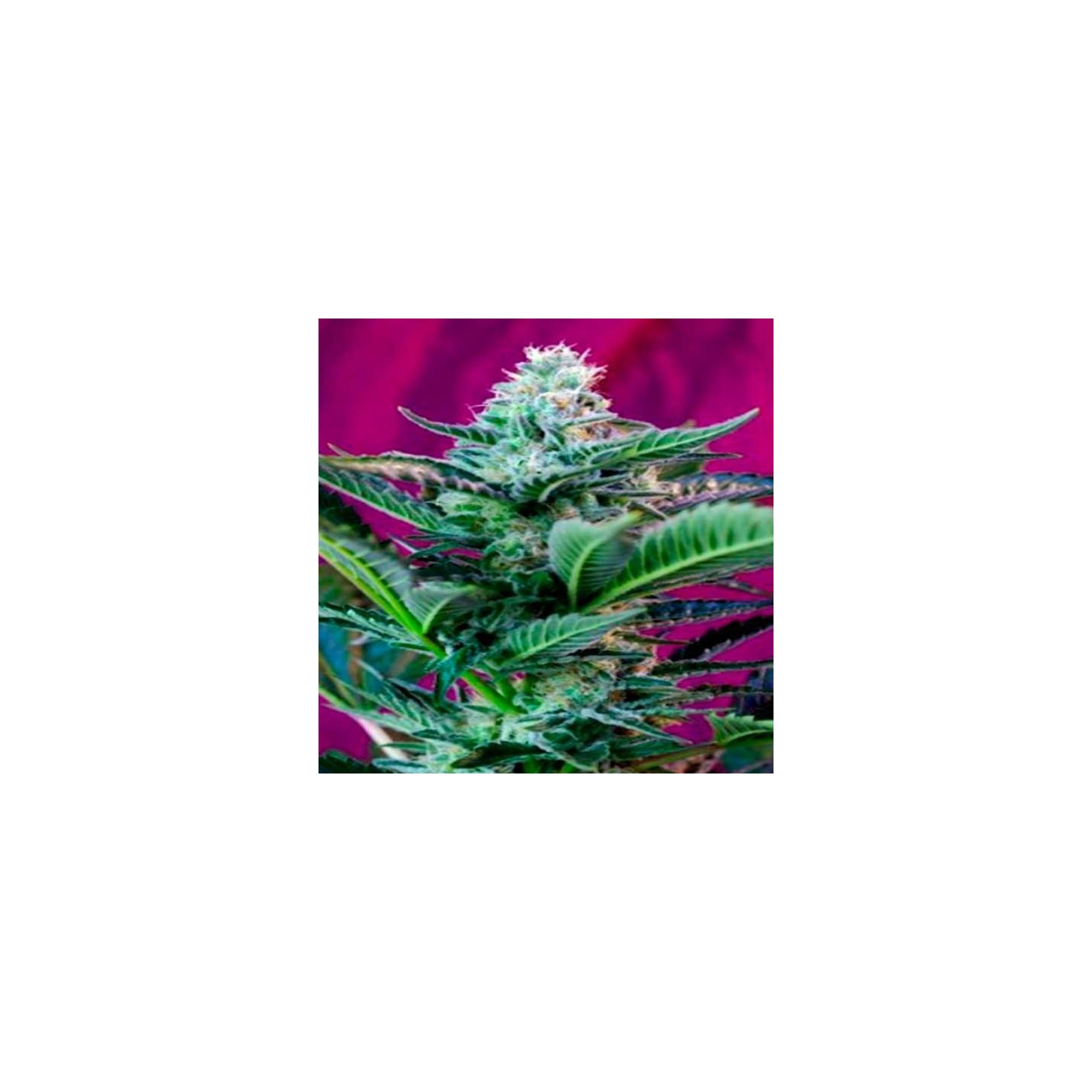 Sweet Cheese Autofloreciente Feminizada de Sweet Seeds
