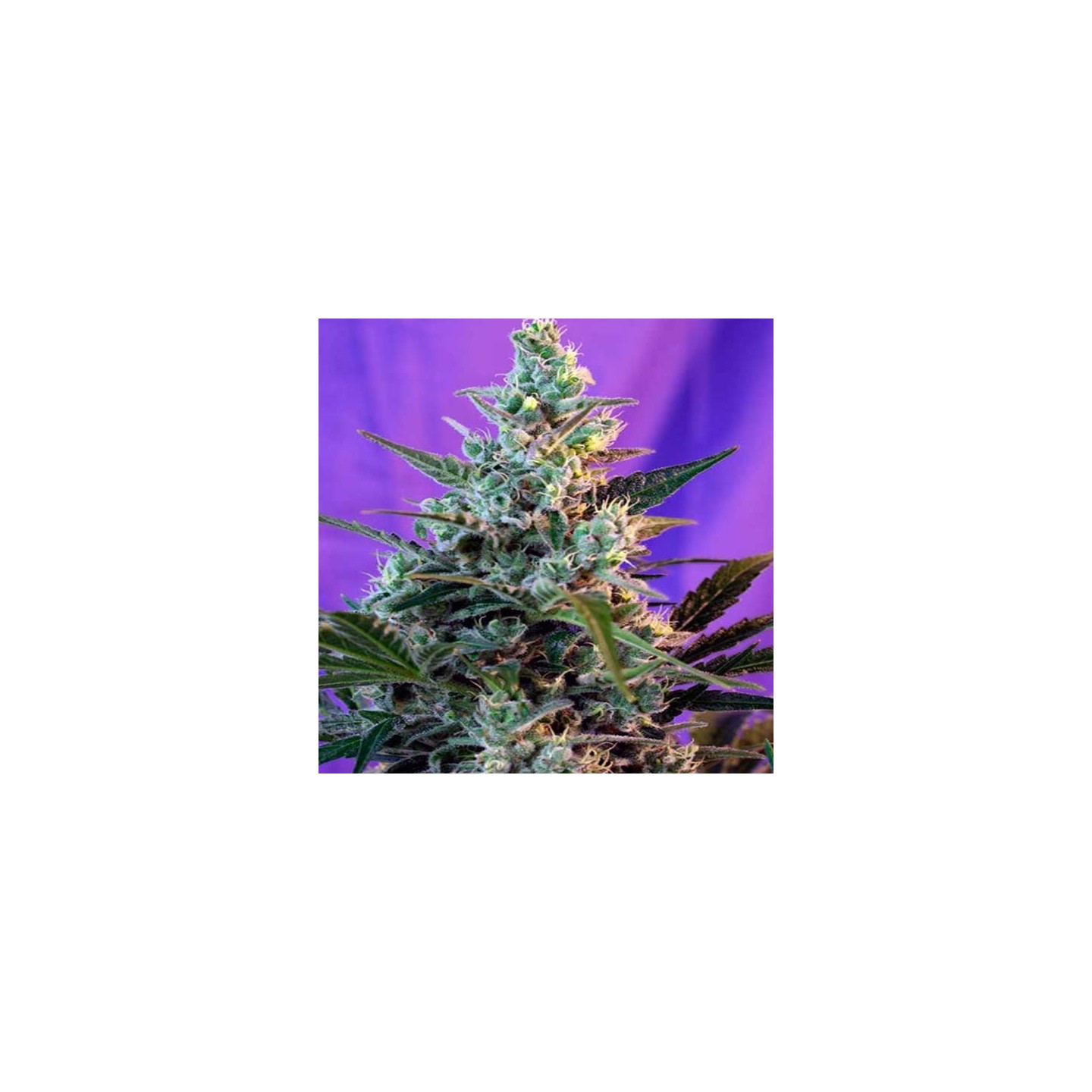 Sweet Skunk Autofloreciente Feminizada de Sweet Seeds