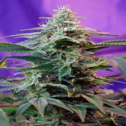 Sweet Special Autofloreciente Feminizada de Sweet Seeds