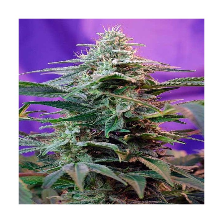 Sweet Special Autofloreciente Feminizada de Sweet Seeds
