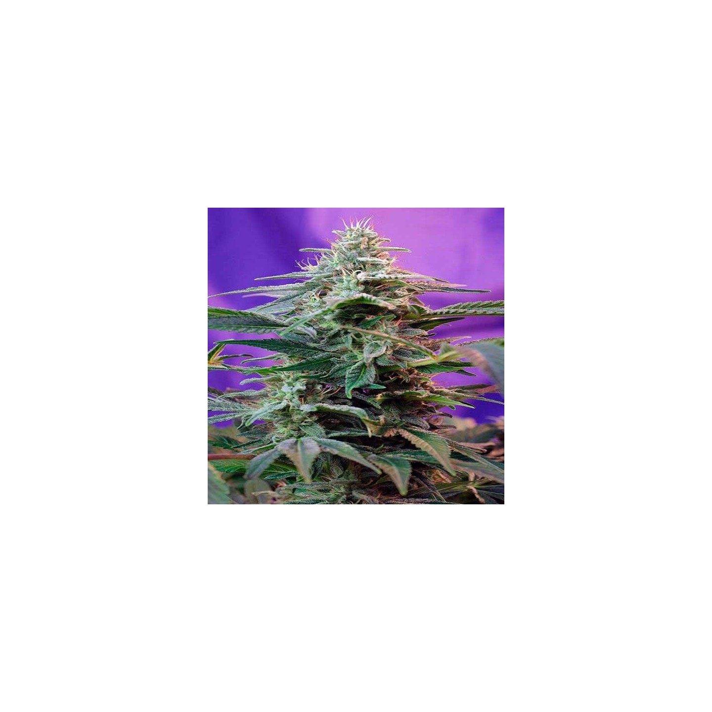 Sweet Special Fast Version Feminizada de Sweet Seeds