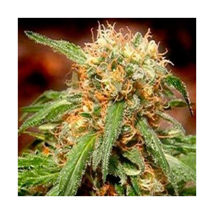 Sweet Tai Feminizada de Sweet Seeds