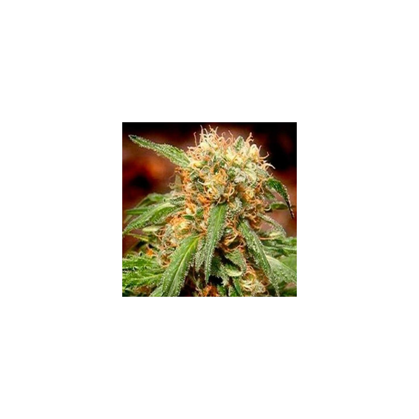 Sweet Tai Feminizada de Sweet Seeds